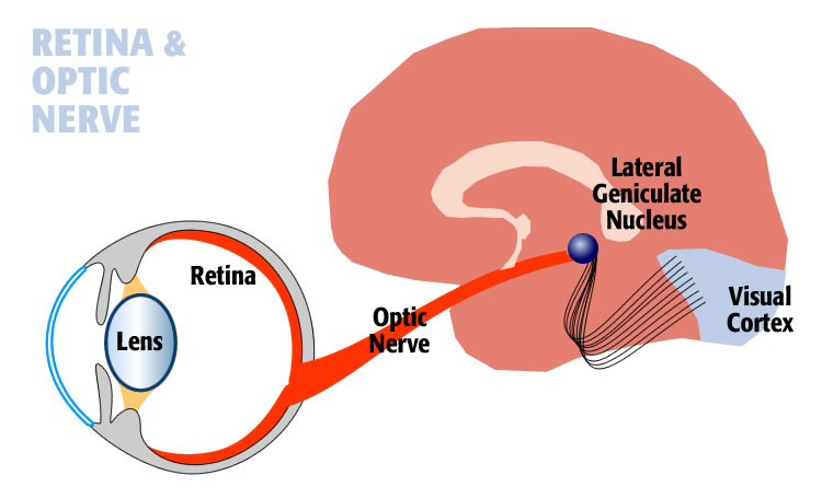 An artists concept of vision - the eye, optic nerve, and the brain