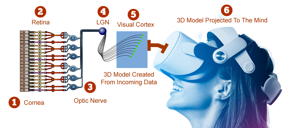 A diagram showing the data flow, from the retina, to visual cortex, and finally to the mind